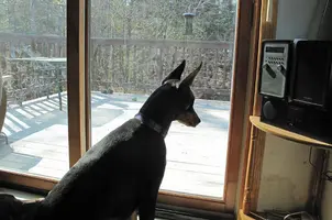 Sitting on Elroy looking out patio door May 13 24.webp