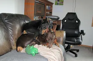 Both snuggled on couch Olive on top May 15 24.webp