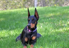 Stretched out in grass May 17 24.webp