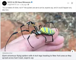 Giant flying spiders.webp