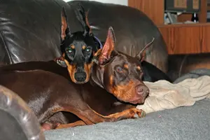 Both snuggled on couch June 5 24.webp