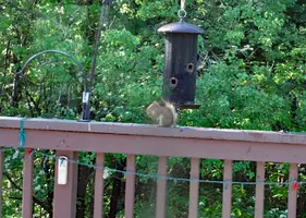 Squirrel with short tail 2 June 5 24.webp