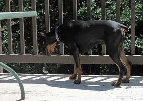 Stalking bird on deck June 10 24.webp