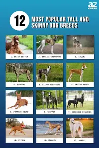 Tall skinny dogs.jpg