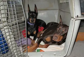 Both in crate with new pad June 20 24.webp