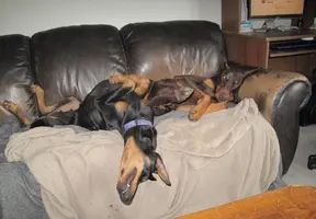 Both on backs on couch May 24 24.webp