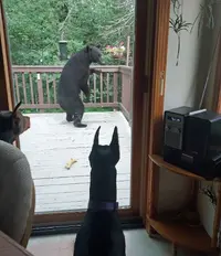 Both barking at bear on deck July 2 24.webp