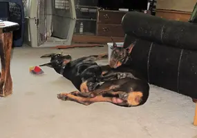 Both laying on floor legs twined July 5 24.webp