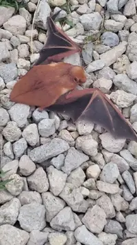 VideoCapture_20240716-102605.webp