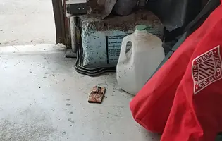 Snake in garage July 30 24.webp