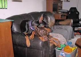 Both on couch Olive on top Aug 3 24.webp Both on couch Olive on top Aug 3 24.webp