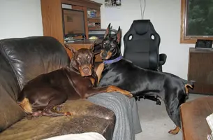 Both hugging on couch Aug 5 24.webp Both hugging on couch Aug 5 24.webp