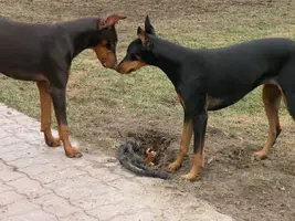 besties.webp
