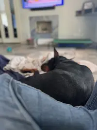 prince by my side.webp