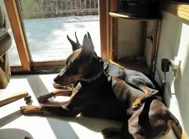 Laying by Elroy leg over Aug 21 24.webp