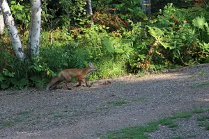 Fox in turnaround Aug 18 24.webp