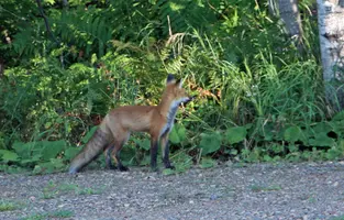 Fox by turnaround closer Aug 18 24.webp