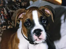 UBU puppy shot sized.webp