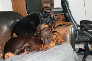 Both relaxing on couch Olive on top Aug 29 24.webp