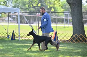 Doberman Schultz (1).webp Doberman Schultz (1).webp
