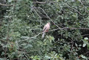 Mourning dove in tree Aug 24 24.webp