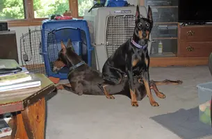 Sitting on naughty Elroy Sept 2 24.webp