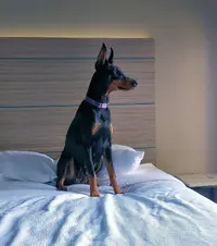 Sitting on pillow in hotel bed Sept 6 24.webp