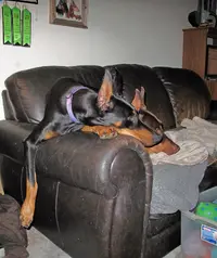 Both on couch Olive leg hanging over Sept 4 24.webp