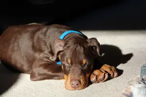 Sleeping in sun Nov 25 22.webp