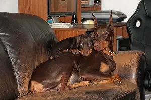 Laying on Phoebe cute 2 Dec 8 22.webp