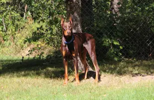 Alert by pine Sept 22 24.webp