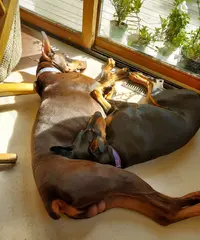 Borh laying in sun by deck flowers Sept 23 24.webp