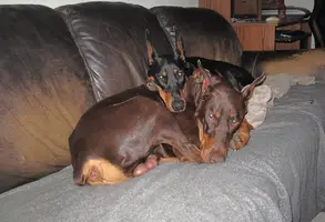 Both snuggled on couch Oct 3 24.webp