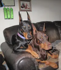 Both snuggled on couch Olive on top Oct 5 24.webp