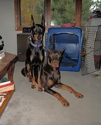 Sitting on elroy by crate Oct 12 24.webp