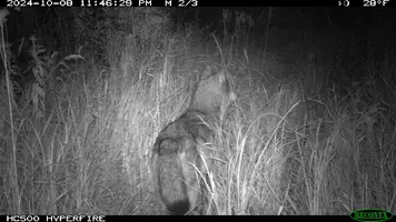Wolf on trail cam from rear Oct 8 24.webp