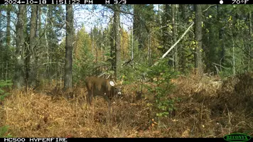 Small buck trail cam 2 Oct 18 24.webp