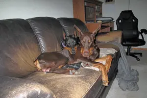 Both snuggled on couch Elroy disgusted Oct 25 24.webp