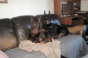 Both snuggled on couch Olive paws over Oct 28 24.webp