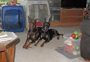 Both laying in front of crates together Nov 3 24.webp