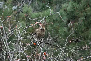 Grouse in flowering crab alert Nov 3 24.webp