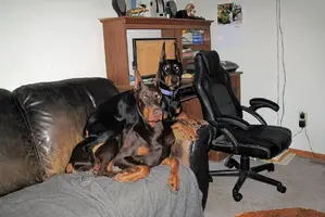 Both laying on couch Olive on top Nov 7 24.webp