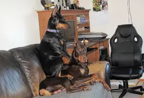Both on couch Olive on top Nov 12 24.webp
