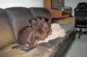 Both snuggled on couch Nov 23 24.webp