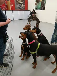 doberday 11.24.24 1.webp