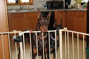 Both looking through gate Elroy disgusted Nov 28 24.webp