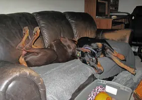 Both relaxing on couch Elroy on back Dec 3 24.webp