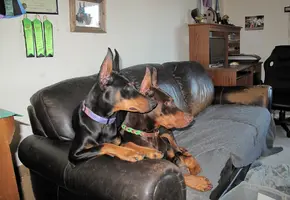 Both on couch Olive on top side angle Dec 5 24.webp