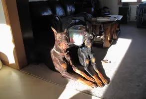 Both laying in sun in LR Dec 12 24.webp