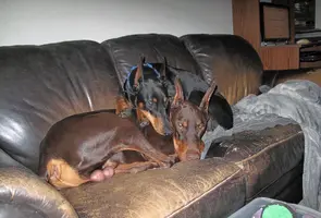 Both snuggled on couch Dec 14 24.webp